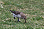 bird001.jpg
