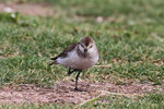 bird005.jpg